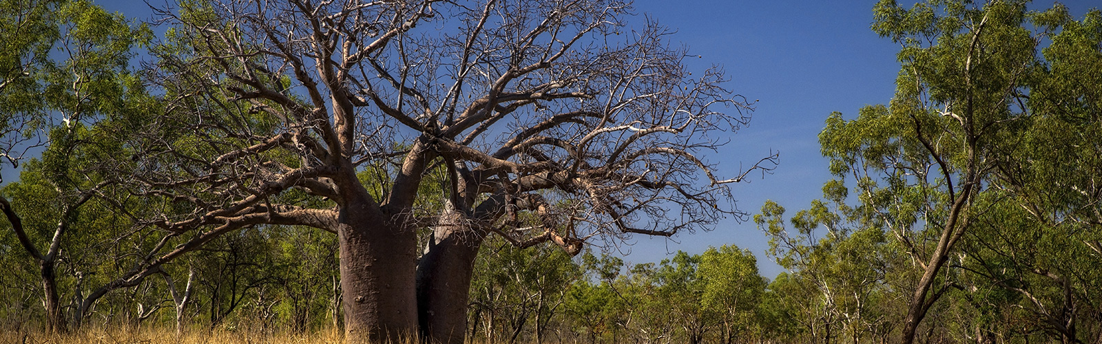 Kimberely - Aboriginal Interpreting WA